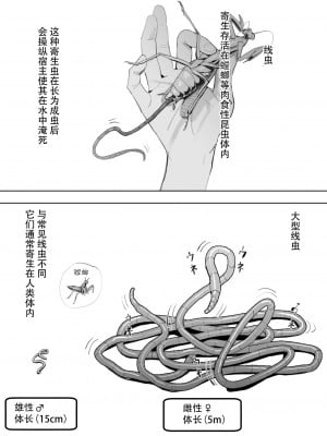 [ベルゼ] オオハリガネムシの生態 [白杨汉化组]