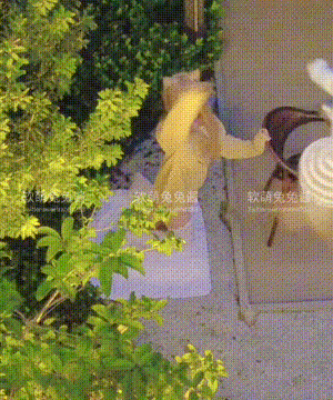 软萌兔兔酱 -  爱猫人士 with GIF_081