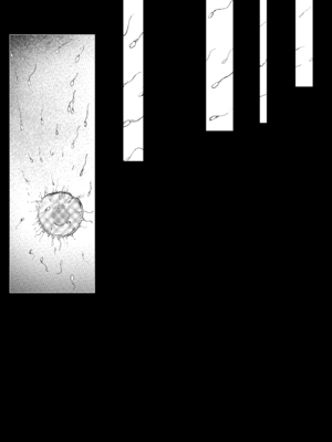 [Fanbox][白魚京] 漫画ー「玉狐と兎」ー｜漫画：《玉狐与兔》(铃兰&温米)[XueHuKING个人自购AI汉化自嵌]_34_dpgh